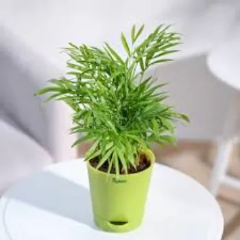Areca Palm Plant